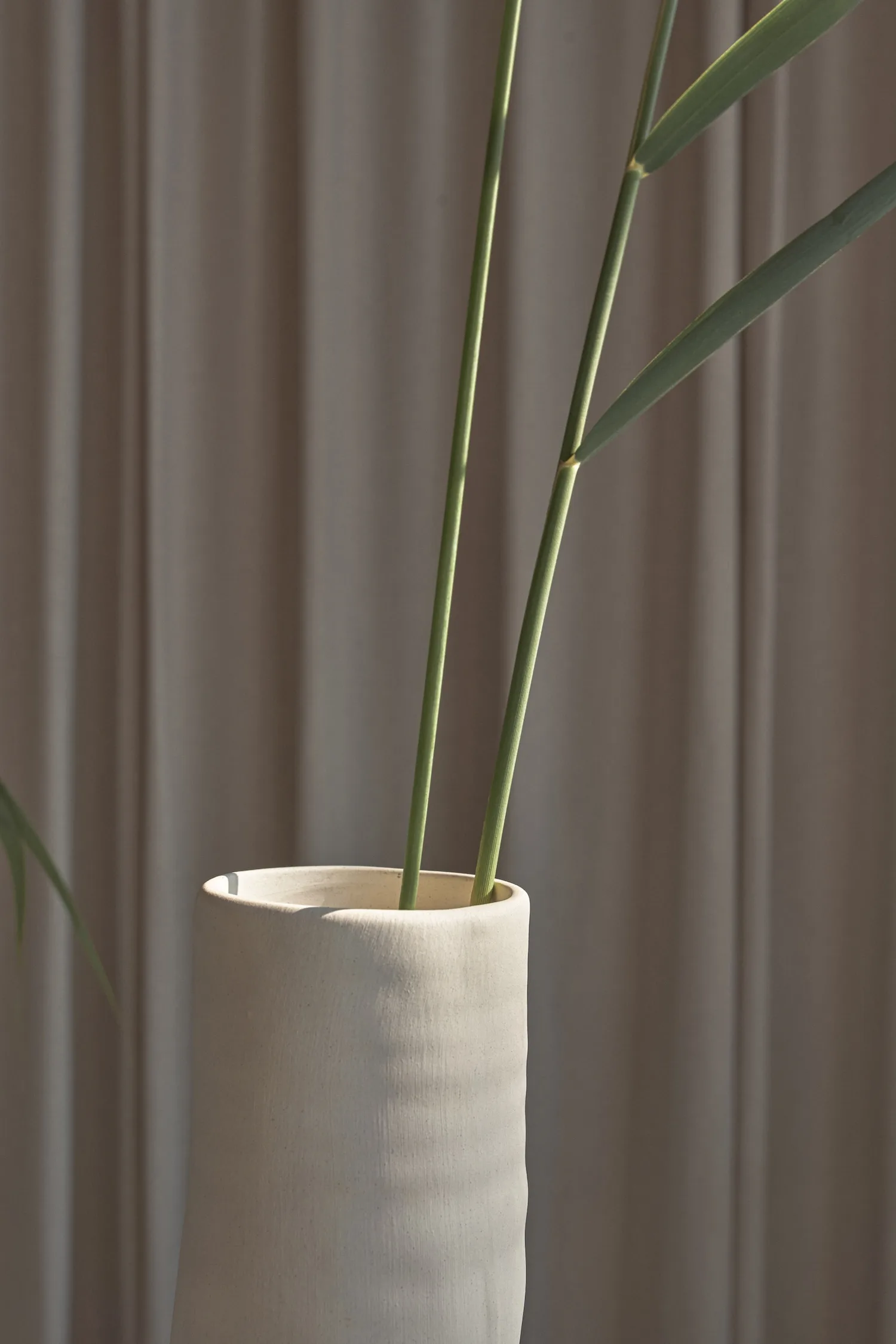 Close-up of a single white ceramic vase holding green reed stems.