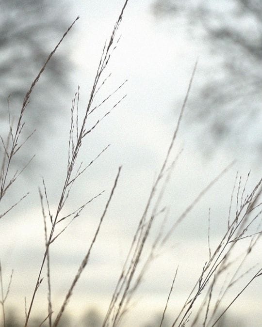 Close-up of dry grass stalks in soft focus, set against a muted, overcast sky and blurred trees in the background.